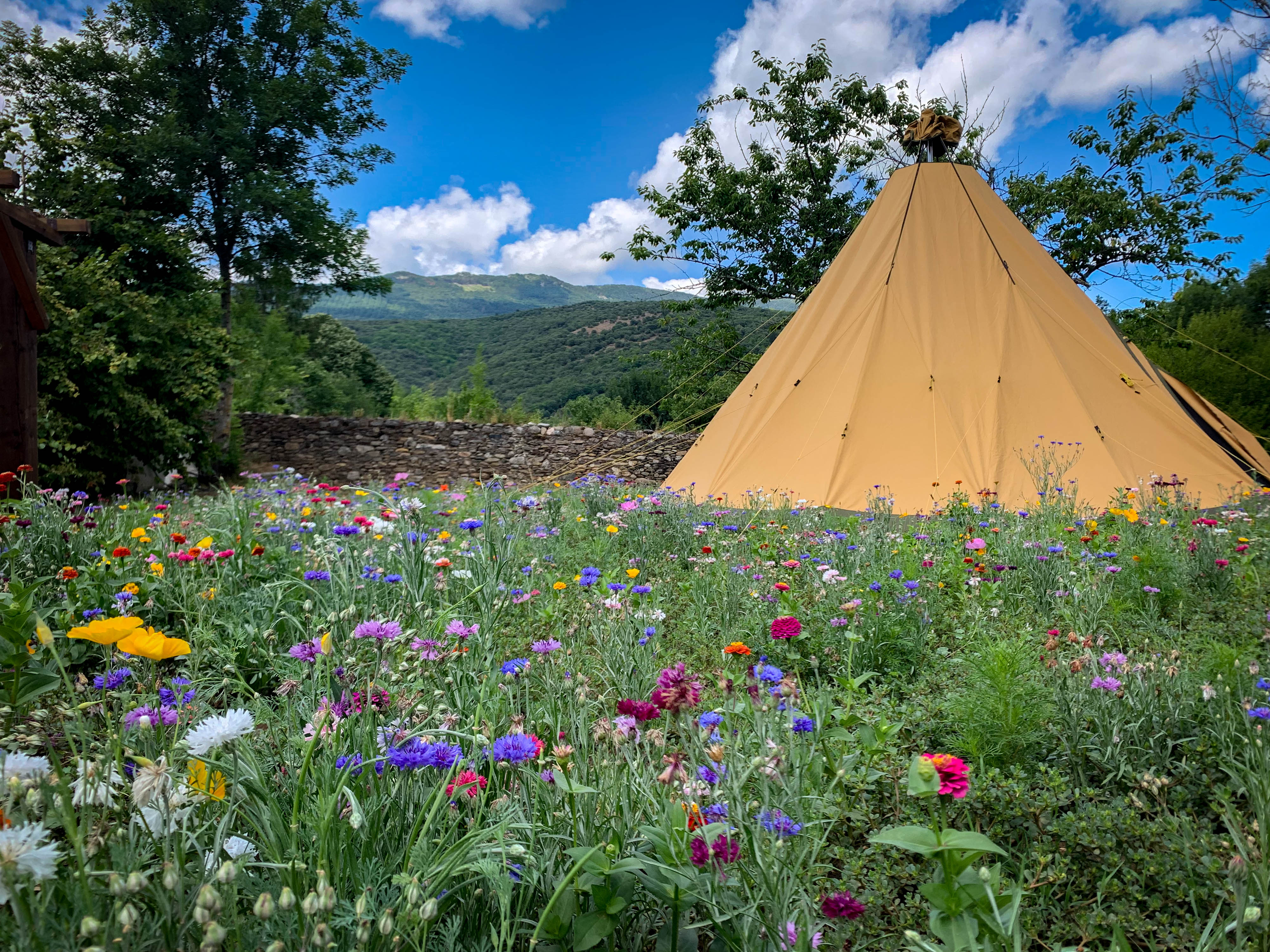 Wildflower meadow with tipi and mountains