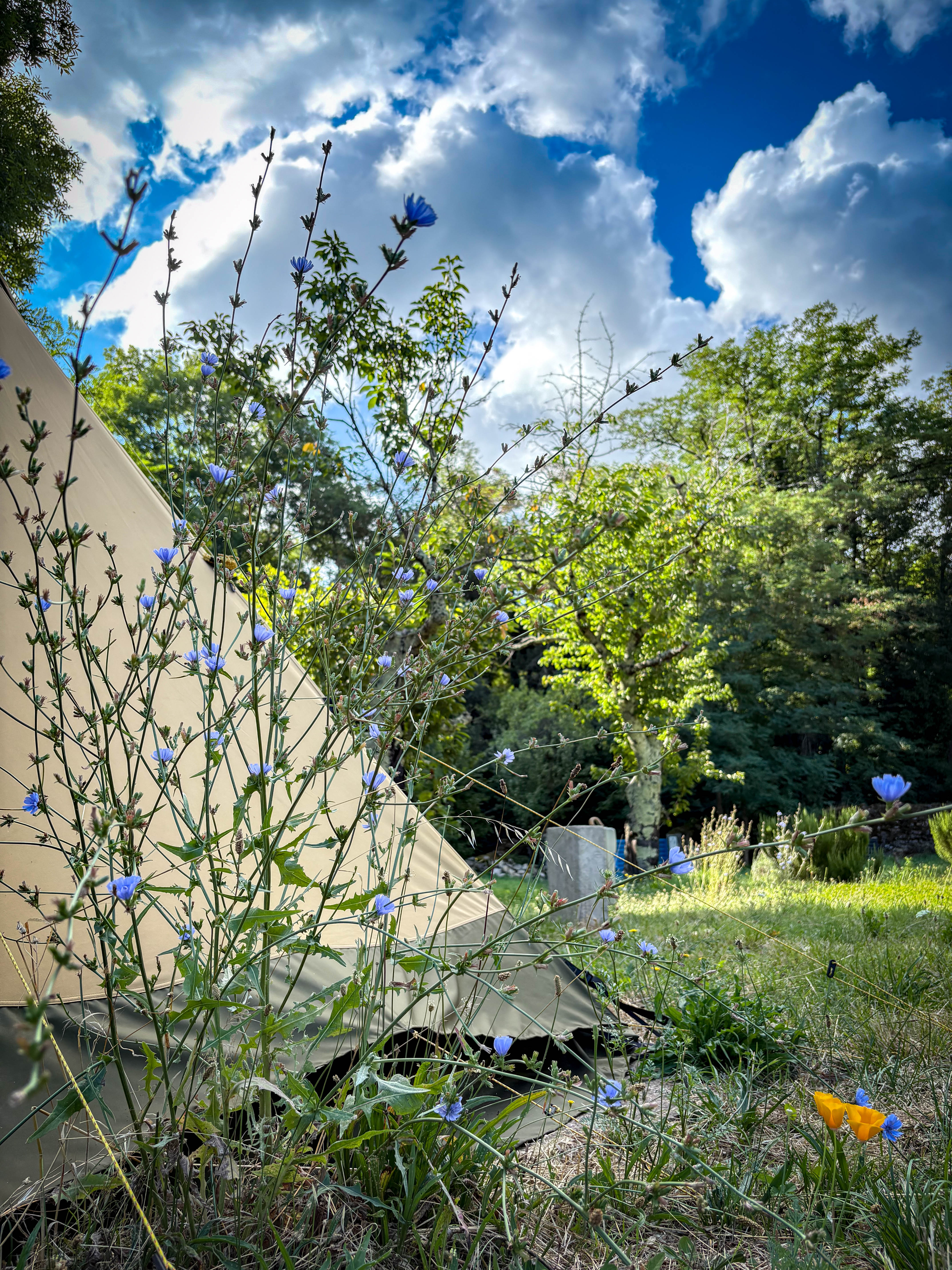 Rewind Garden wild meadow with tipi