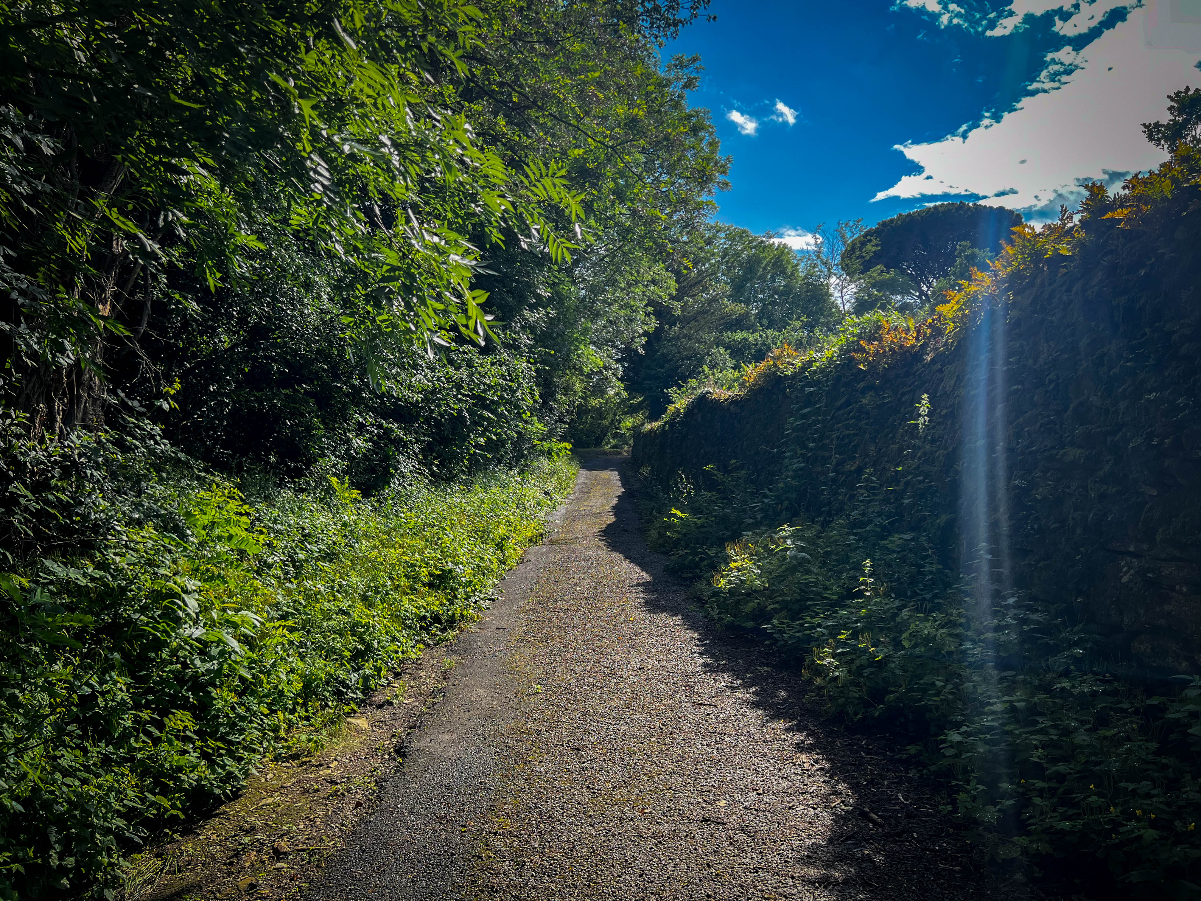 Tree-lined gravel path through lush vegetation