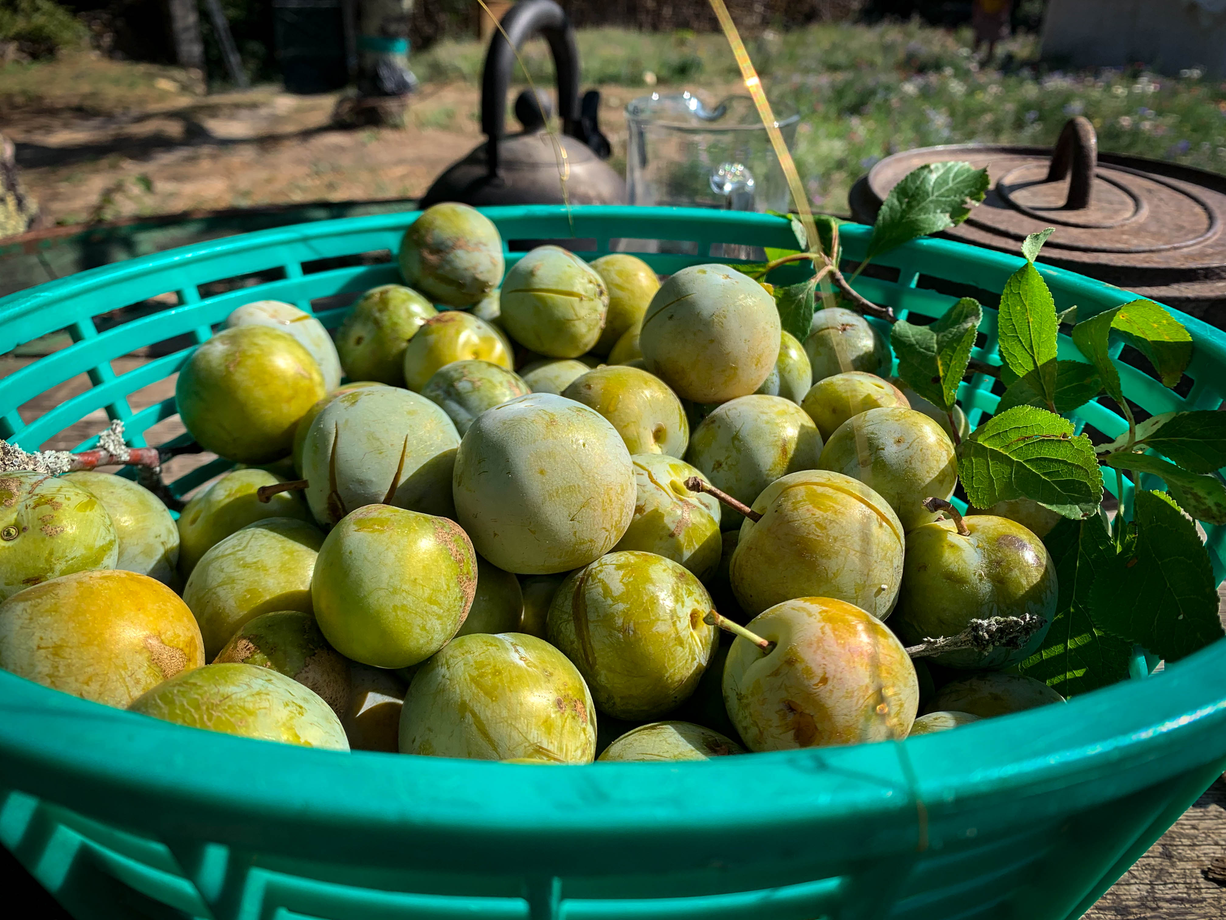 Cherries, plum, apples and berries Fresh plums harvest